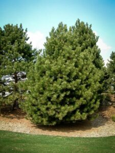 Сосна Чёрная (Pinus Nigra) купить по цене от 270.00р. в интернет-магазине «Посадика» с доставкой почтой в в Новочебоксарске и по всей России – [изображение №1].