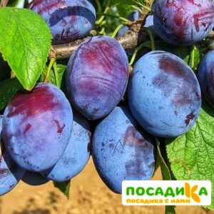 Слива Чачакская ранняя купить по цене от 229.00р. в интернет-магазине «Посадика» с доставкой почтой в в Новочебоксарске и по всей России – [изображение №1].