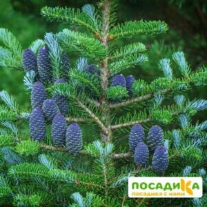 Пихта корейская (Abies koreana) купить по цене от 450.00р. в интернет-магазине «Посадика» с доставкой почтой в в Новочебоксарске и по всей России – [изображение №1].