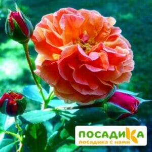 Роза Арабия купить по цене от 350.00р. в интернет-магазине «Посадика» с доставкой почтой в в Новочебоксарске и по всей России – [изображение №1].