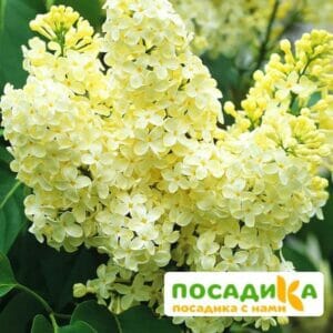 Сирень Примроуз (Primrose) купить по цене от 529.00р. в интернет-магазине «Посадика» с доставкой почтой в в Новочебоксарске и по всей России – [изображение №1].