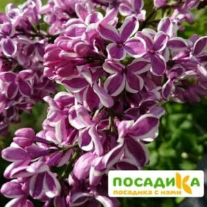 Сирень Сенсация купить по цене от 529.00р. в интернет-магазине «Посадика» с доставкой почтой в в Новочебоксарске и по всей России – [изображение №1].