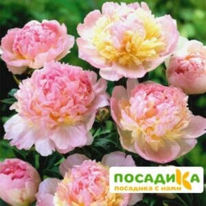 Пион Распберри Сандей (Paeonia Raspberry Sundae) купить по цене от 959р. в интернет-магазине «Посадика» с доставкой почтой в в Новочебоксарске и по всей России – [изображение №1].