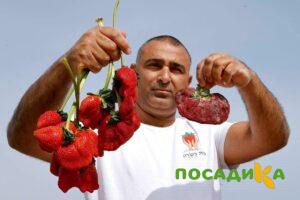 Клубника Гигант Джорнея купить по цене от 266р. в интернет-магазине «Посадика» с доставкой почтой в в Новочебоксарске и по всей России – [изображение №1].