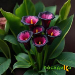 Калла Аура Лейс купить по цене от 400р. в интернет-магазине «Посадика» с доставкой почтой в в Новочебоксарске и по всей России – [изображение №1].
