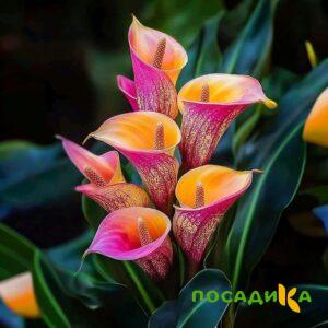 Калла Оникс купить по цене от 450р. в интернет-магазине «Посадика» с доставкой почтой в в Новочебоксарске и по всей России – [изображение №1].