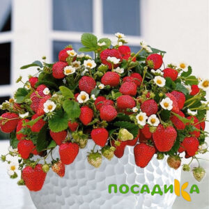 Клубника Рубиновый Шепот (горшечная) купить по цене от 240р. в интернет-магазине «Посадика» с доставкой почтой в в Новочебоксарске и по всей России – [изображение №1].