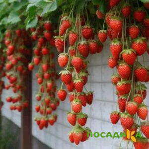 Клубника вьющаяся Комплимент купить по цене от 470р. в интернет-магазине «Посадика» с доставкой почтой в в Новочебоксарске и по всей России – [изображение №1].