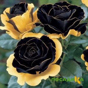 Роза Ханни Сикл купить по цене от 700р. в интернет-магазине «Посадика» с доставкой почтой в в Новочебоксарске и по всей России – [изображение №1].