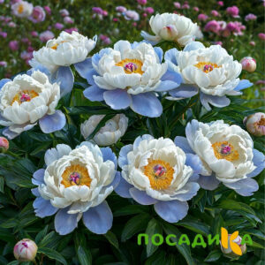 Пион акварельный Этюд купить по цене от 806р. в интернет-магазине «Посадика» с доставкой почтой в в Новочебоксарске и по всей России – [изображение №1].