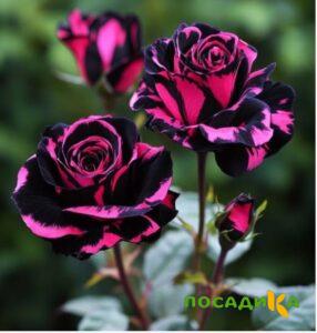 Роза Багровый Шепот купить по цене от 366р. в интернет-магазине «Посадика» с доставкой почтой в в Новочебоксарске и по всей России – [изображение №1].