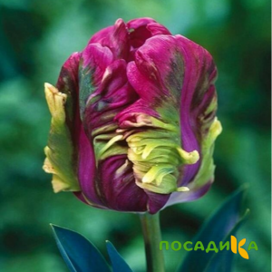 Тюльпан Экзотик Хэвен купить по цене от 186р. в интернет-магазине «Посадика» с доставкой почтой в в Новочебоксарске и по всей России – [изображение №1].