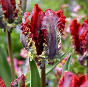 Тюльпан Рококо купить по цене от 350р. в интернет-магазине «Посадика» с доставкой почтой в в Новочебоксарске и по всей России – [изображение №1].