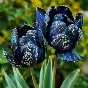 Тюльпан Блю Фог купить по цене от 500р. в интернет-магазине «Посадика» с доставкой почтой в в Новочебоксарске и по всей России – [изображение №1].