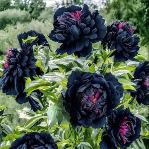 Пион древовидный Сердце Афродиты купить по цене от 600р. в интернет-магазине «Посадика» с доставкой почтой в в Новочебоксарске и по всей России – [изображение №1].