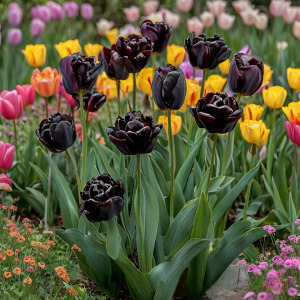 Тюльпан махровый Рейдинс Дарк купить по цене от 230р. в интернет-магазине «Посадика» с доставкой почтой в в Новочебоксарске и по всей России – [изображение №1].