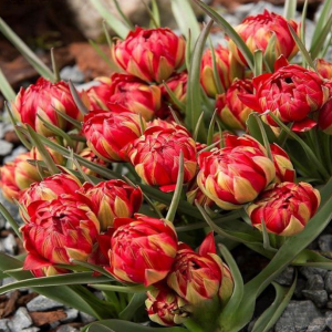 Тюльпан Ап Пинк купить по цене от 390р. в интернет-магазине «Посадика» с доставкой почтой в в Новочебоксарске и по всей России – [изображение №1].