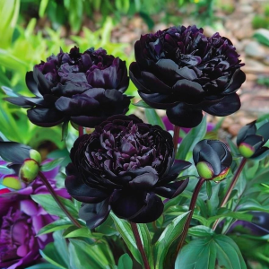 Пион Королевский Бархат купить по цене от 419р. в интернет-магазине «Посадика» с доставкой почтой в в Новочебоксарске и по всей России – [изображение №1].