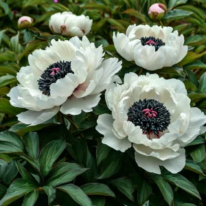 Пион Инк Эн купить по цене от 429р. в интернет-магазине «Посадика» с доставкой почтой в в Новочебоксарске и по всей России – [изображение №1].