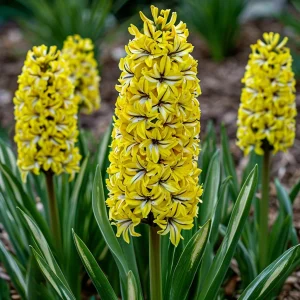 Гиацинт Сансет Голд купить по цене от 2099р. в интернет-магазине «Посадика» с доставкой почтой в в Новочебоксарске и по всей России – [изображение №1].