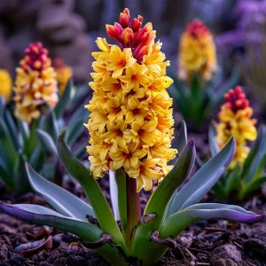 Гиацинт Миднайт Мистери купить по цене от 2099р. в интернет-магазине «Посадика» с доставкой почтой в в Новочебоксарске и по всей России – [изображение №1].