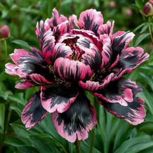 Пион Дроп Руби купить по цене от 469р. в интернет-магазине «Посадика» с доставкой почтой в в Новочебоксарске и по всей России – [изображение №1].