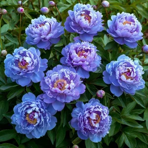 Пион Голубой лотос купить по цене от 590р. в интернет-магазине «Посадика» с доставкой почтой в в Новочебоксарске и по всей России – [изображение №1].