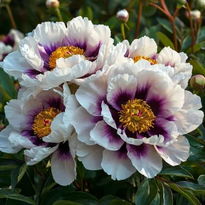 Пион Эко Саммер купить по цене от 548р. в интернет-магазине «Посадика» с доставкой почтой в в Новочебоксарске и по всей России – [изображение №1].