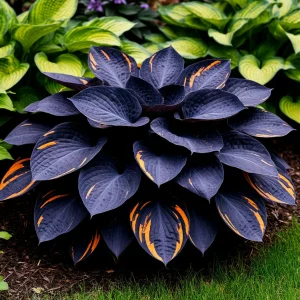 Хоста Умбра купить по цене от 349р. в интернет-магазине «Посадика» с доставкой почтой в в Новочебоксарске и по всей России – [изображение №1].