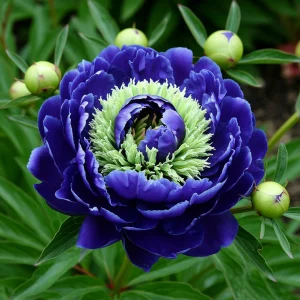 Пион Дримвивер купить по цене от 417р. в интернет-магазине «Посадика» с доставкой почтой в в Новочебоксарске и по всей России – [изображение №1].