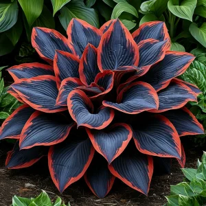 Хоста Солнечный Агат купить по цене от 440р. в интернет-магазине «Посадика» с доставкой почтой в в Новочебоксарске и по всей России – [изображение №1].