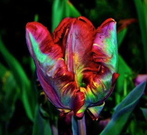 Тюльпан Эирпрайз купить по цене от 270р. в интернет-магазине «Посадика» с доставкой почтой в в Новочебоксарске и по всей России – [изображение №1].